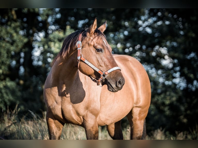 Caballo cuarto de milla Yegua 13 años 150 cm Bayo in Oranienburg