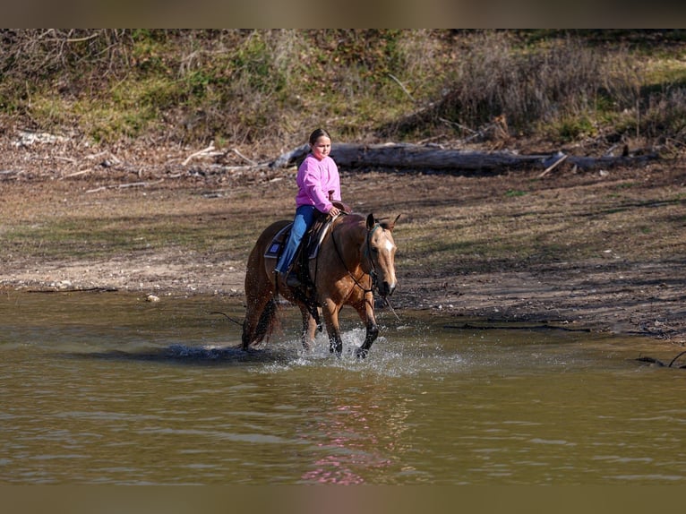 Caballo cuarto de milla Yegua 13 años 150 cm Buckskin/Bayo in Forney, TX