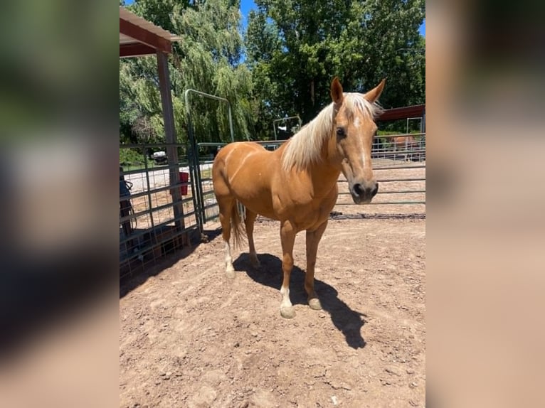 Caballo cuarto de milla Yegua 13 años 150 cm Palomino in Espanola