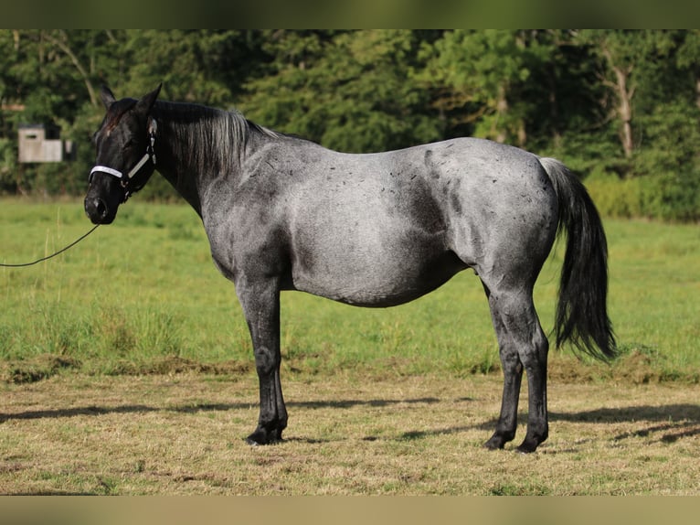 Caballo cuarto de milla Yegua 13 años 150 cm Ruano azulado in Rostock