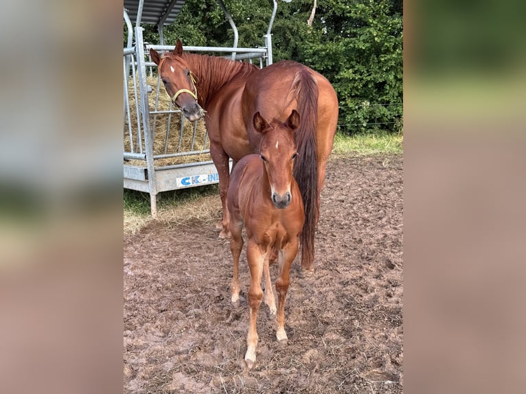 Caballo cuarto de milla Yegua 13 años 151 cm Alazán-tostado in Daleiden