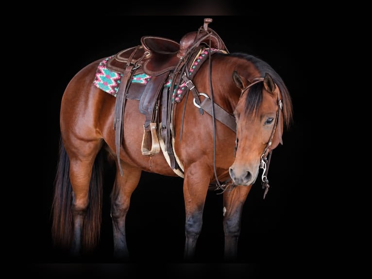 Caballo cuarto de milla Yegua 13 años 152 cm Castaño rojizo in Clarion