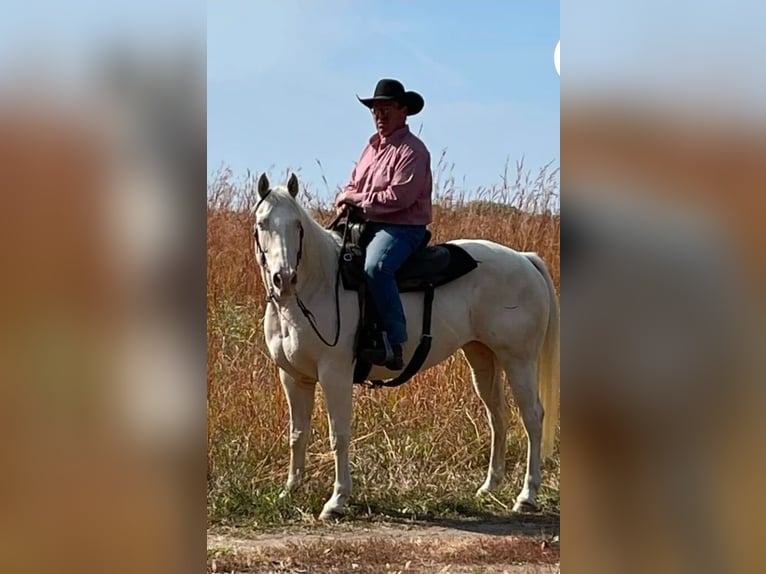 Caballo cuarto de milla Yegua 13 años 152 cm Cremello in Granbury