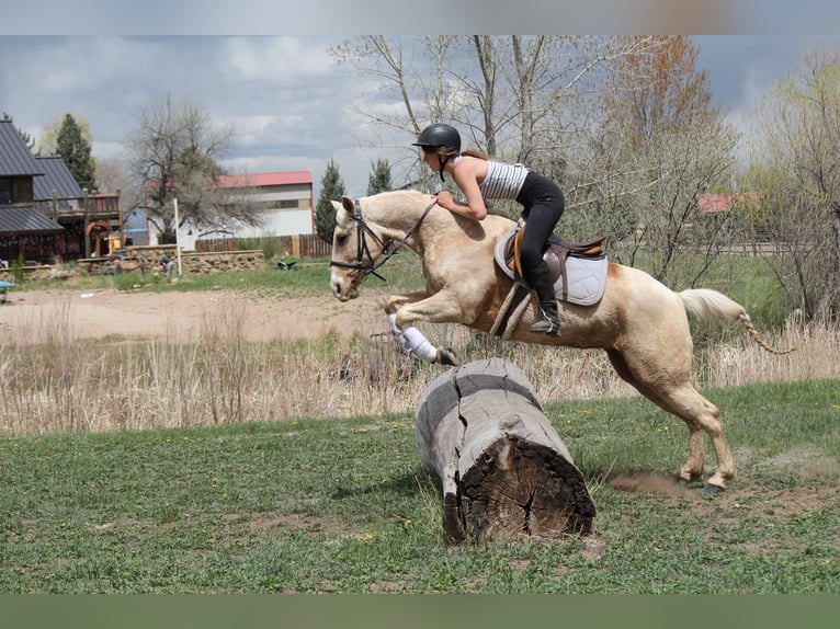 Caballo cuarto de milla Yegua 13 años 152 cm Palomino in Fort Collins Co