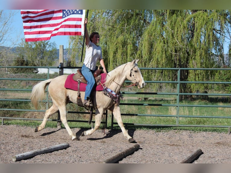 Caballo cuarto de milla Yegua 13 años 152 cm Palomino in Fort Collins Co