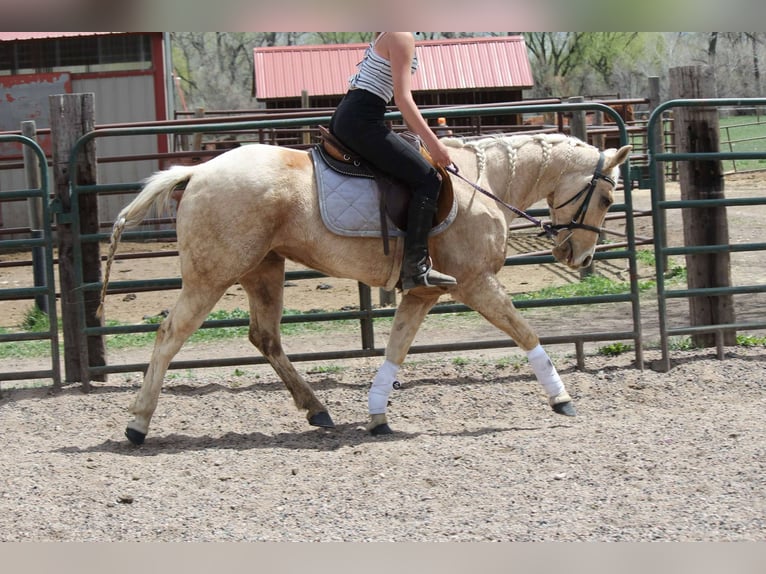 Caballo cuarto de milla Yegua 13 años 152 cm Palomino in Fort Collins Co