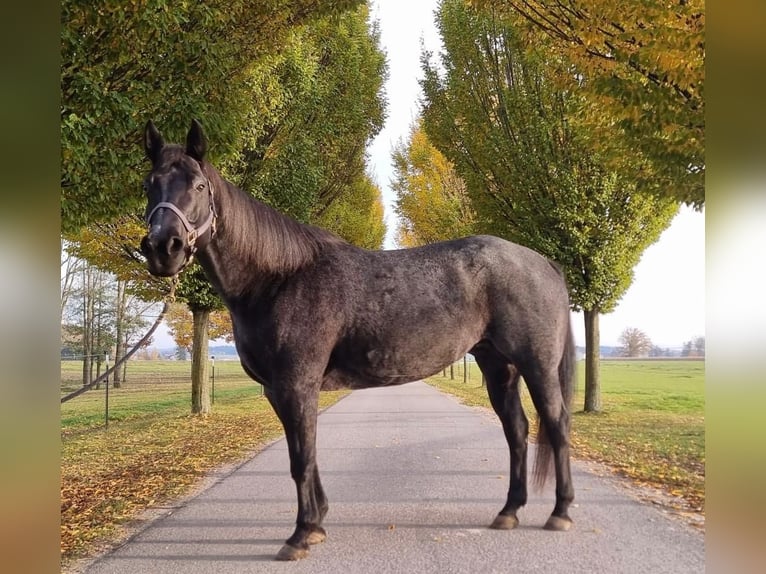 Caballo cuarto de milla Yegua 13 años 153 cm Ruano azulado in Simbach am Inn