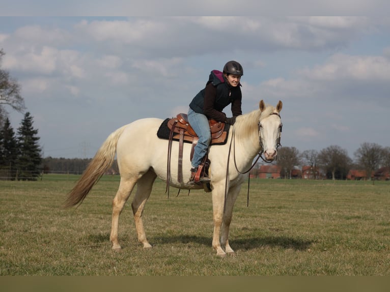 Caballo cuarto de milla Yegua 13 años 154 cm Champán in Stolzenau