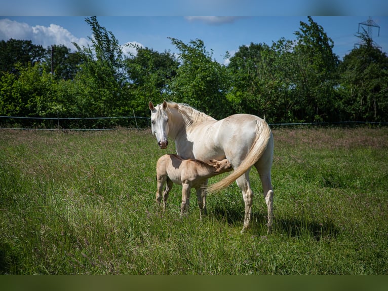 Caballo cuarto de milla Yegua 13 años 154 cm Champán in Stolzenau