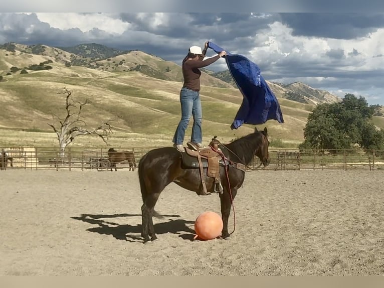 Caballo cuarto de milla Yegua 13 años 155 cm Castaño in King City