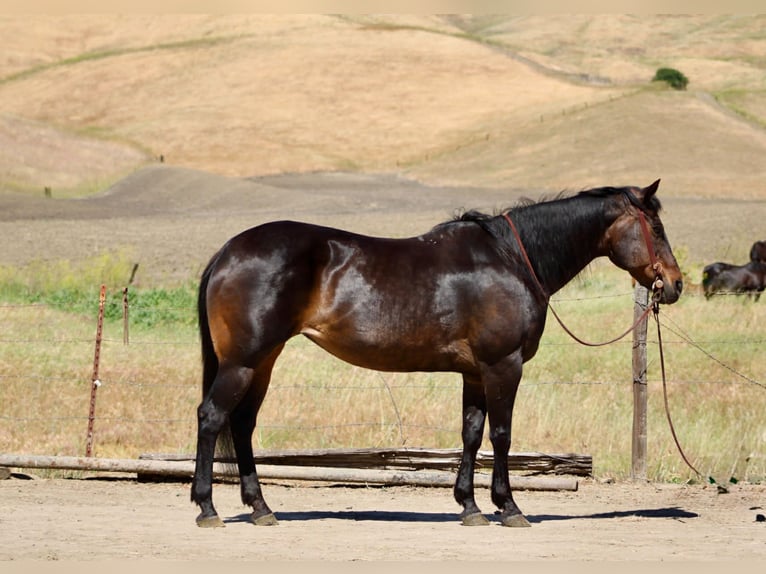 Caballo cuarto de milla Yegua 13 años 155 cm Castaño in King City