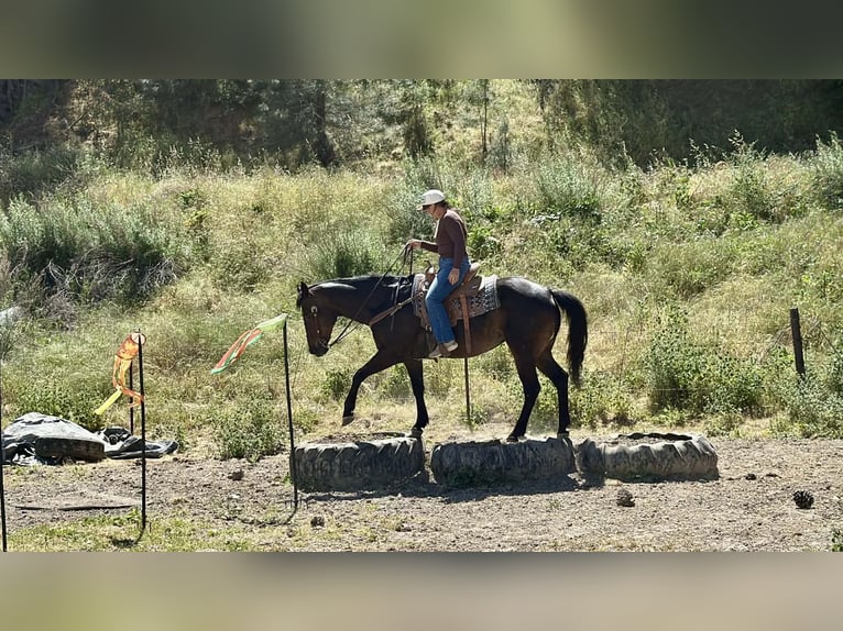 Caballo cuarto de milla Yegua 13 años 155 cm Castaño in King City