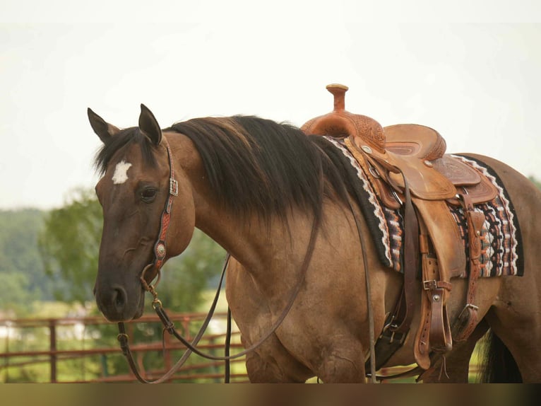 Caballo cuarto de milla Yegua 13 años 155 cm Grullo in Fresno