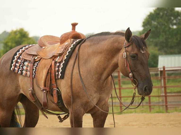 Caballo cuarto de milla Yegua 13 años 155 cm Grullo in Fresno