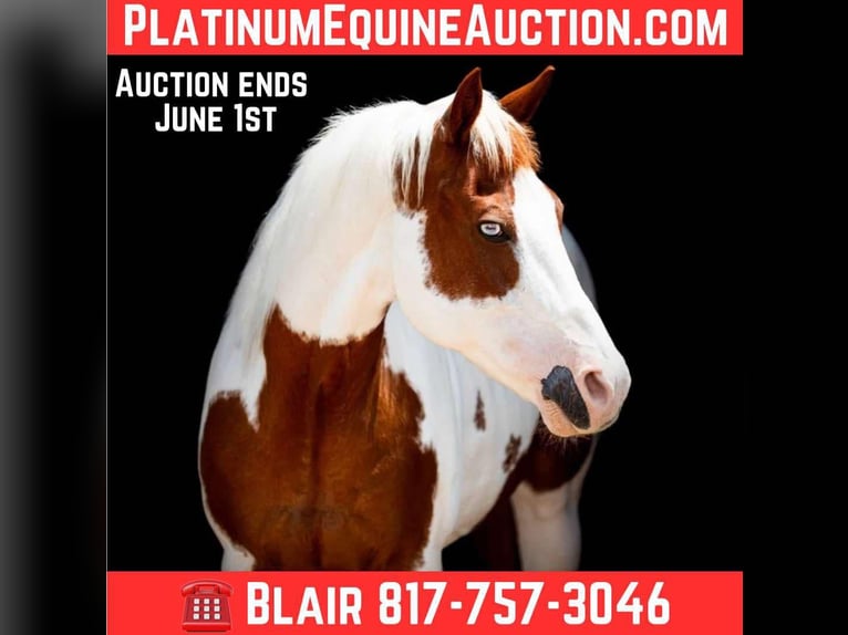 Caballo cuarto de milla Yegua 13 años 157 cm Tobiano-todas las-capas in Weatherford TX