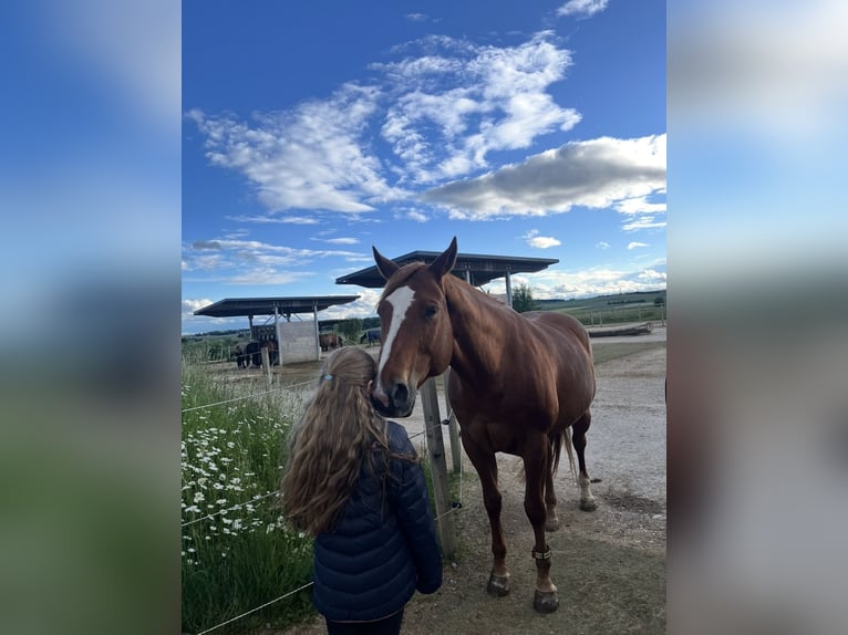 Caballo cuarto de milla Yegua 13 años 160 cm Alazán in Bad Dürrheim