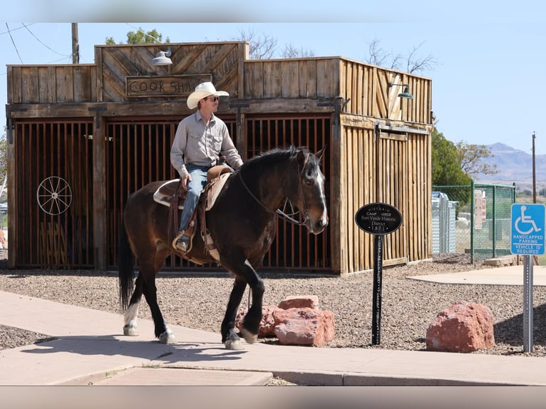Caballo cuarto de milla Yegua 13 años 160 cm Castaño rojizo in Camp Verde AZ