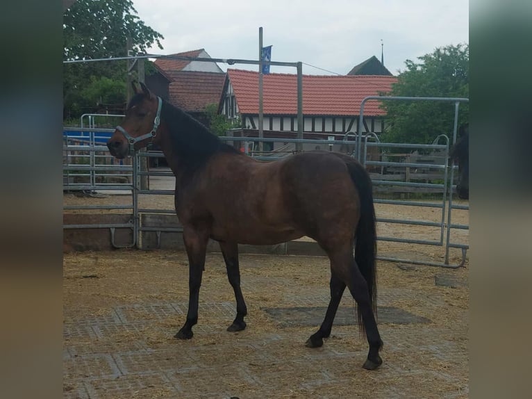 Caballo cuarto de milla Mestizo Yegua 13 años 160 cm Castaño in Itzgrund