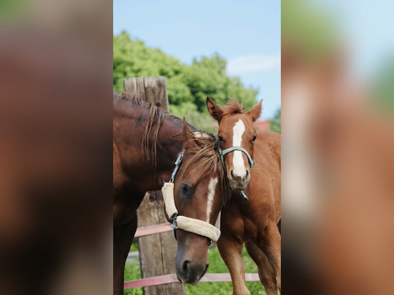 Caballo cuarto de milla Yegua 13 años Alazán in Nowy Jaworów