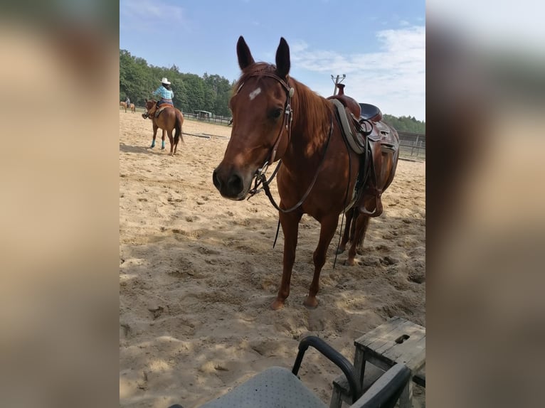 Caballo cuarto de milla Yegua 13 años Alazán rojizo in Bahrdorf