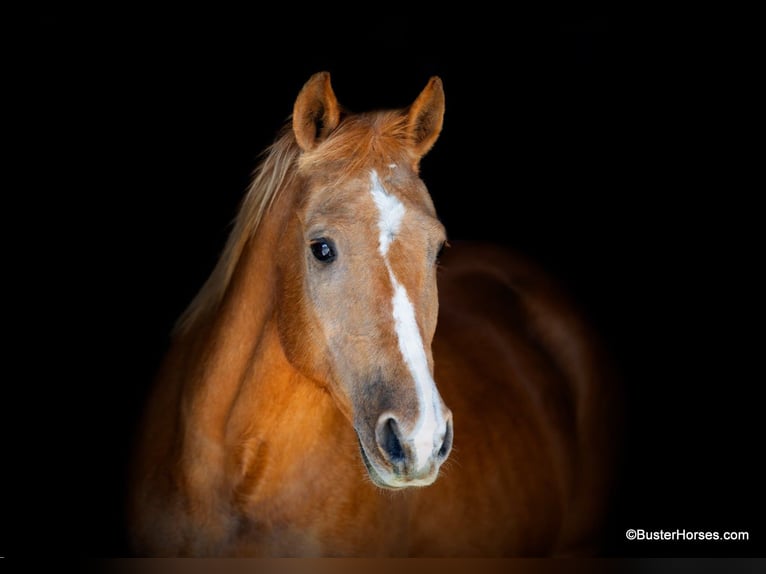 Caballo cuarto de milla Yegua 13 años Palomino in Weatherford TX