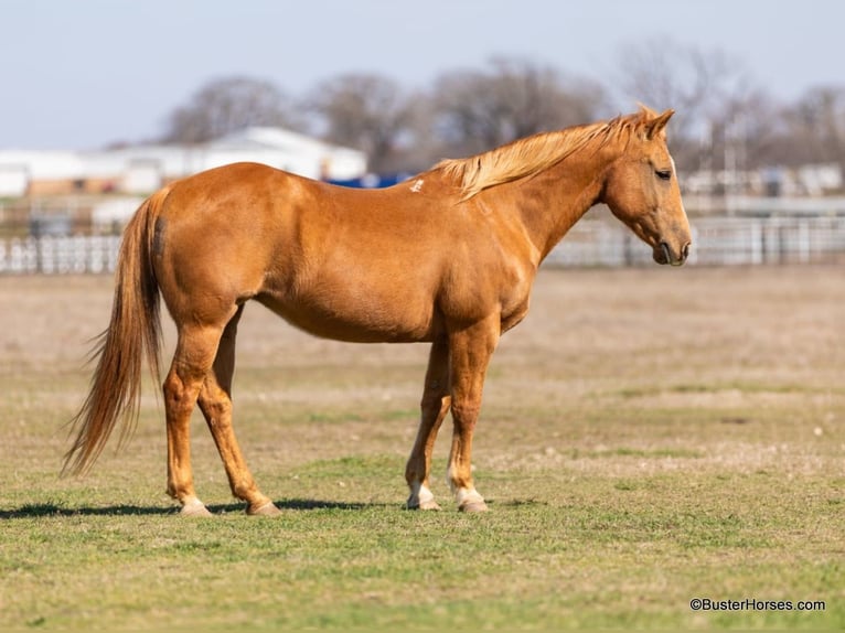 Caballo cuarto de milla Yegua 13 años Palomino in Weatherford TX