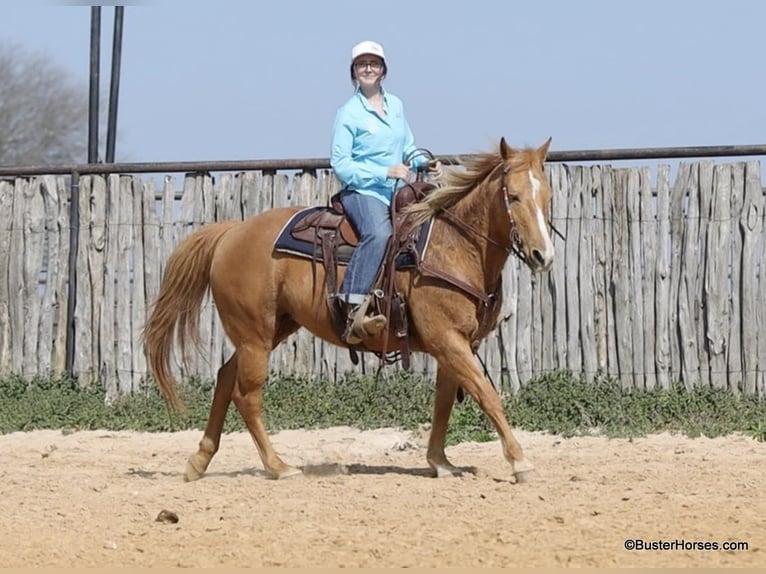 Caballo cuarto de milla Yegua 13 años Palomino in Weatherford TX