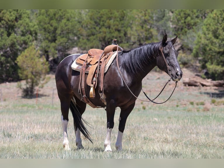 Caballo cuarto de milla Yegua 13 años Tobiano-todas las-capas in Camp Verde AZ