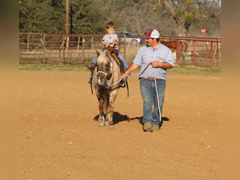 Caballo cuarto de milla Yegua 14 años 122 cm Castaño in Stephenville TX
