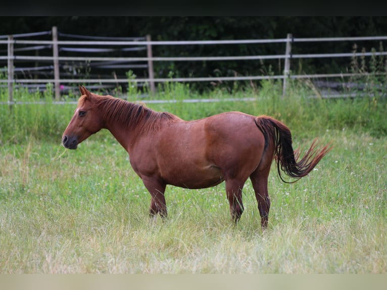 Caballo cuarto de milla Yegua 14 años 145 cm Alazán in Waldshut-Tiengen