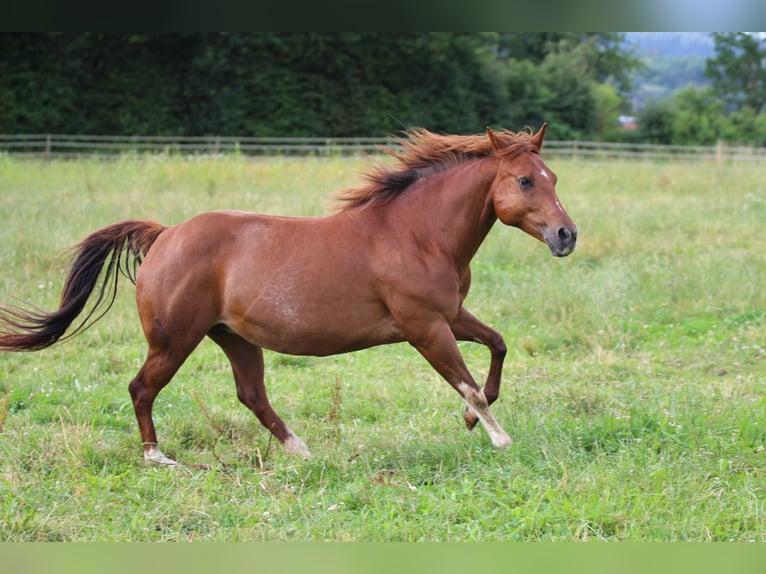 Caballo cuarto de milla Yegua 14 años 145 cm Alazán in Waldshut-Tiengen