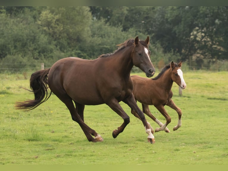 Caballo cuarto de milla Yegua 14 años 145 cm Alazán-tostado in Brecon