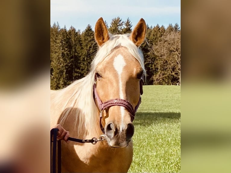 Caballo cuarto de milla Yegua 14 años 150 cm Palomino in Garmisch-Partenkirchen