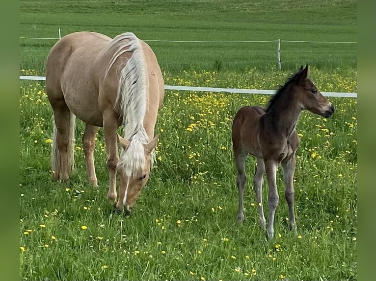 Caballo cuarto de milla Yegua 14 años 150 cm Palomino in Garmisch-Partenkirchen