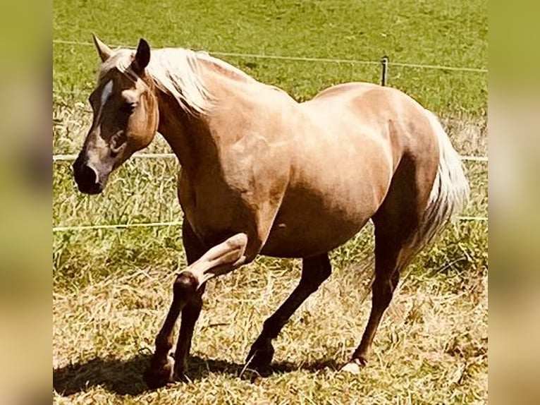 Caballo cuarto de milla Yegua 14 años 150 cm Palomino in Garmisch-Partenkirchen