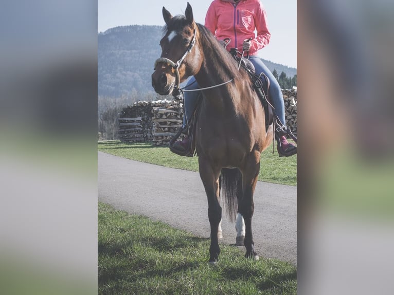 Caballo cuarto de milla Yegua 14 años 152 cm Castaño in Albstadt