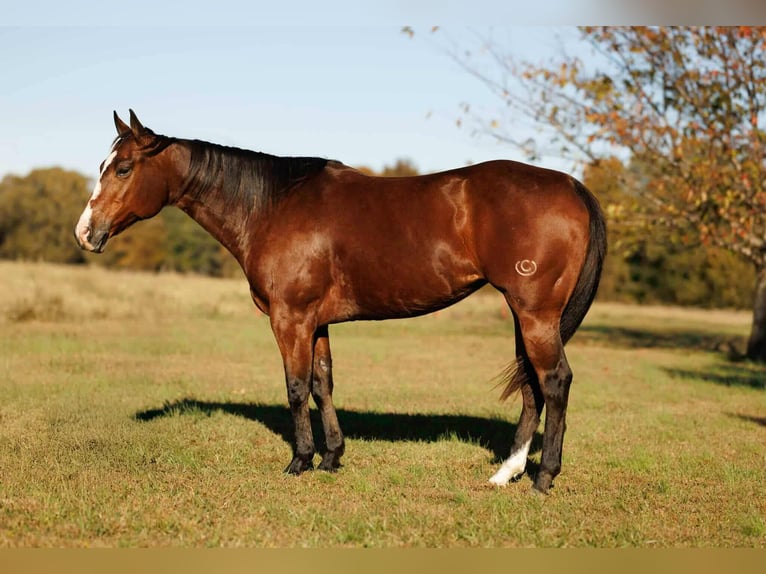 Caballo cuarto de milla Yegua 14 años 152 cm Castaño rojizo in Quitman