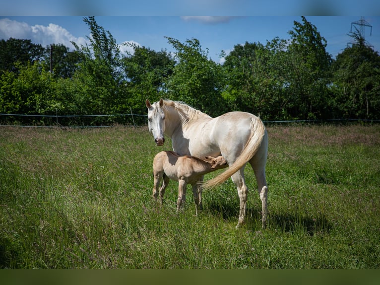 Caballo cuarto de milla Yegua 14 años 153 cm Champán in Stolzenau