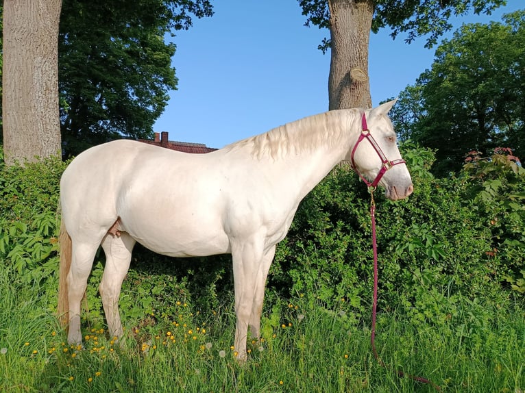 Caballo cuarto de milla Yegua 14 años 153 cm Champán in Stolzenau