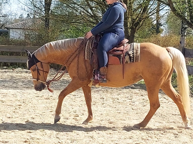 Caballo cuarto de milla Yegua 14 años 153 cm Palomino in Vilshofen