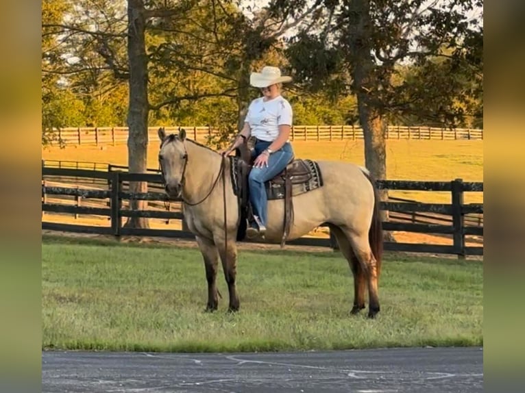 Caballo cuarto de milla Yegua 14 años 155 cm Buckskin/Bayo in Versailles KY