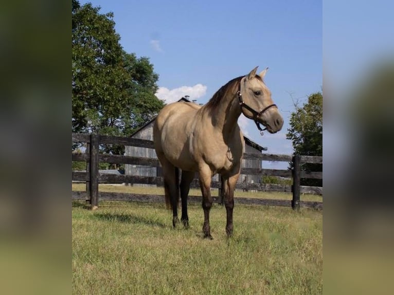 Caballo cuarto de milla Yegua 14 años 155 cm Buckskin/Bayo in Versailles KY