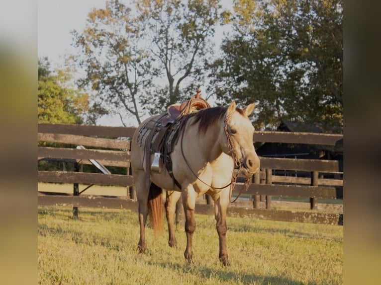 Caballo cuarto de milla Yegua 14 años 155 cm Buckskin/Bayo in Versailles KY