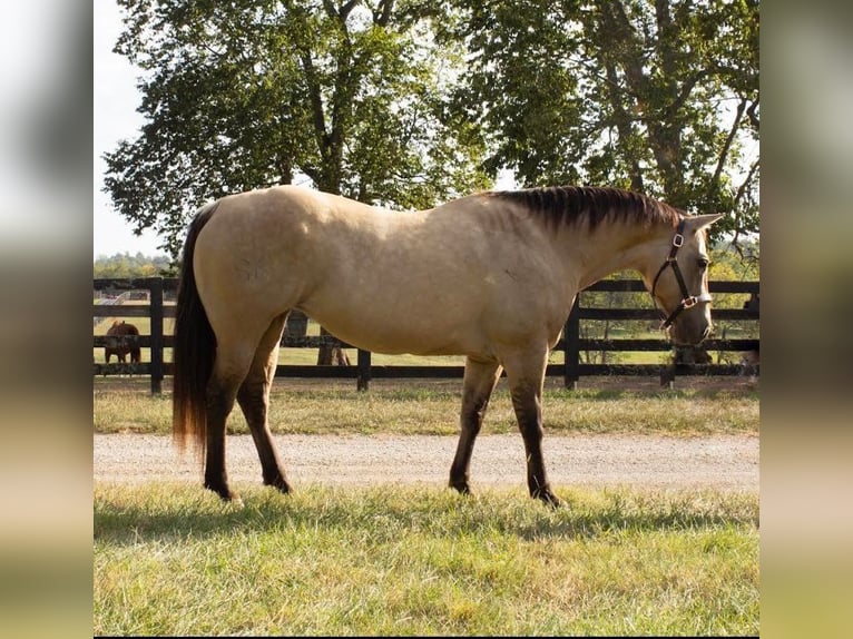 Caballo cuarto de milla Yegua 14 años 155 cm Buckskin/Bayo in Versailles KY