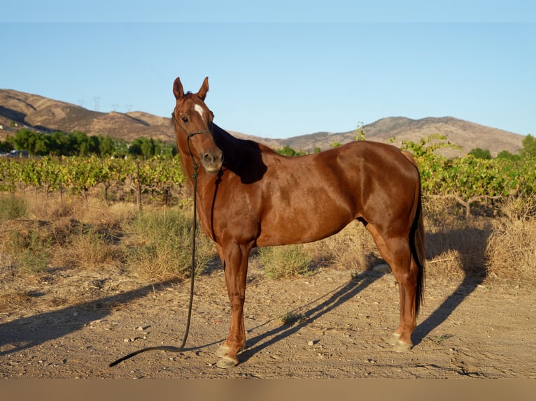 Caballo cuarto de milla Yegua 14 años 163 cm Alazán rojizo in Santa Clarita