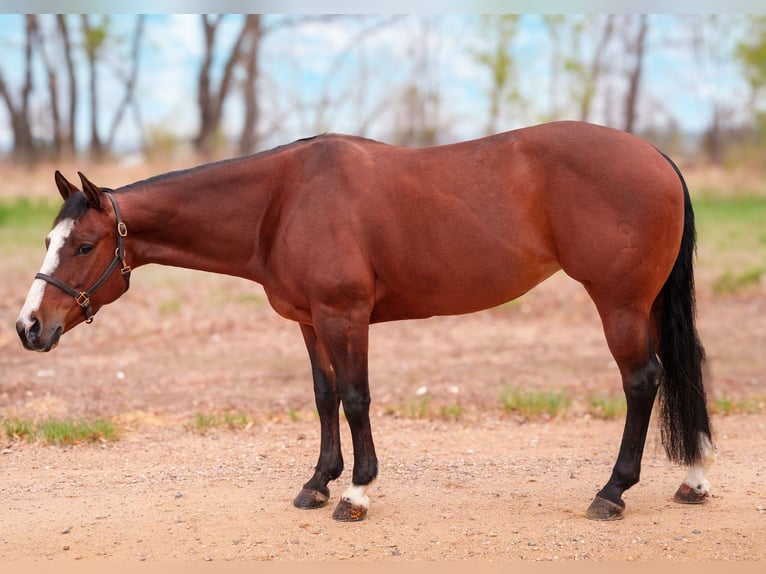 Caballo cuarto de milla Yegua 14 años Castaño rojizo in Longmont