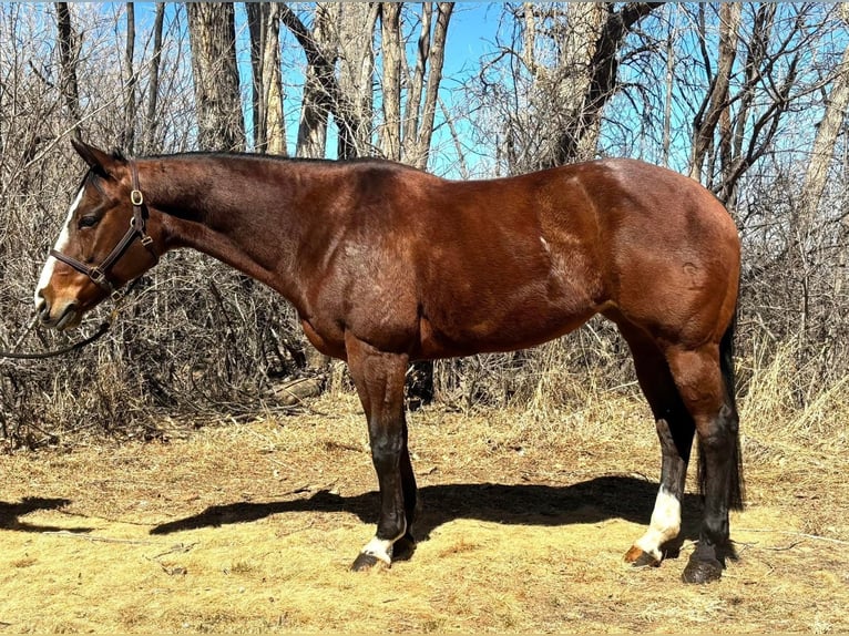 Caballo cuarto de milla Yegua 14 años Castaño rojizo in Longmont