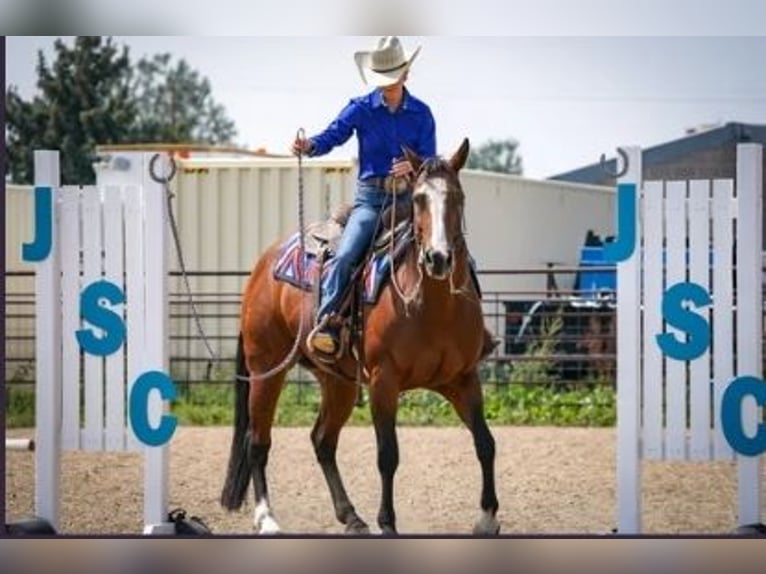 Caballo cuarto de milla Yegua 14 años Castaño rojizo in Longmont