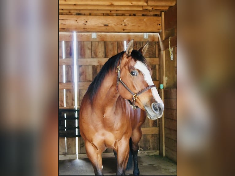Caballo cuarto de milla Yegua 14 años Castaño rojizo in Longmont