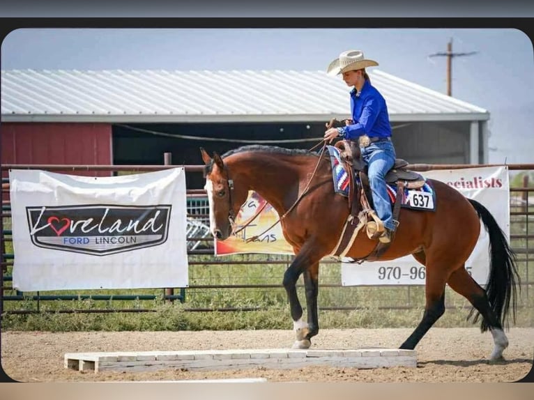 Caballo cuarto de milla Yegua 14 años Castaño rojizo in Longmont